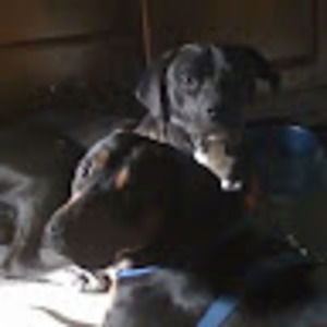 Meet your Posher, Donna